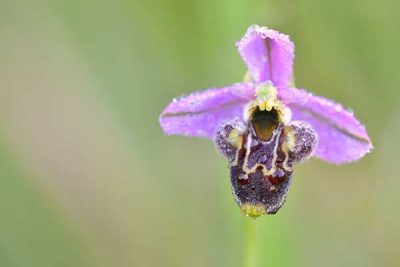 Ophrys bécasse © M. Wagner