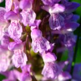 Orchis incarnat © M. Wagner