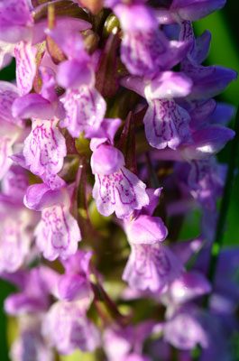 Orchis incarnat © M. Wagner