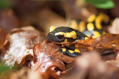 Salamandre tachetée © C. Auburtin