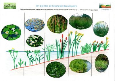Correction plantes Beaurepaire (79)